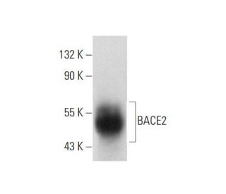 BACE2 Antibody (F-12) - Western Blotting - Image 134663 