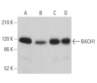 western blotting image from recommended BACH1 (F-9) monoclonal antibody replacement. Image 359663
