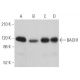 western blotting image from recommended BACH1 (F-9) monoclonal antibody replacement. Image 359663