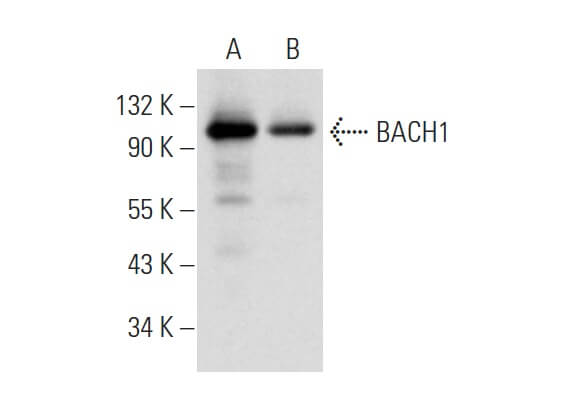 BACH1抗体(F-9) | SCBT - Santa Cruz Biotechnology