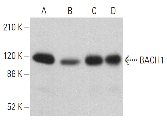びれい！！！！ BACH1 Antibody (F-9) | SCBT - Santa Cruz Biotechnology