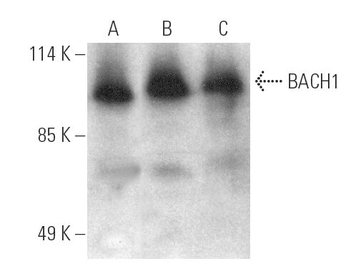 BACH1抗体(F-9) | SCBT - Santa Cruz Biotechnology