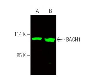BACH1抗体(F-9) | SCBT - Santa Cruz Biotechnology