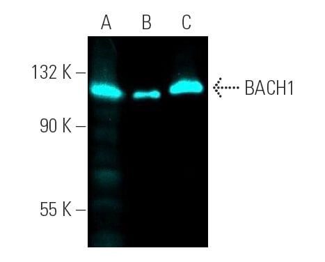 BACH1抗体(F-9) | SCBT - Santa Cruz Biotechnology