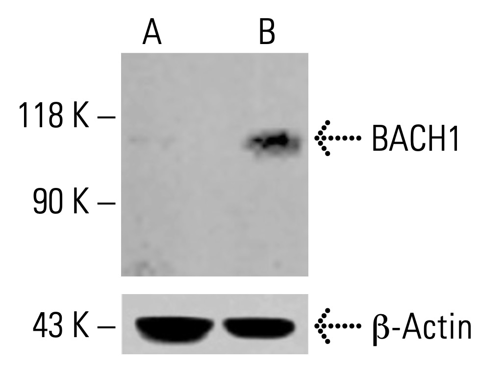 びれい！！！！ BACH1抗体(F-9) | SCBT - Santa Cruz Biotechnology