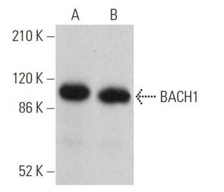 BACH1 Antibody (F-9) - Western Blotting - Image 359667