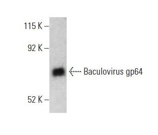 Baculovirus gp64 Antibody (AcV1) - Western Blotting - Image 396134 