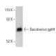 Baculovirus gp64 Antibody (AcV1) - Western Blotting - Image 396134 
