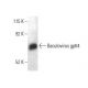 Baculovirus gp64 Antibody (AcV1) - Western Blotting - Image 396135