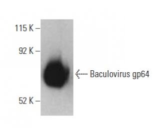 Baculovirus gp64 Antibody (AcV5) - Western Blotting - Image 396133 