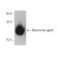 Baculovirus gp64 Antibody (AcV5) - Western Blotting - Image 396133 