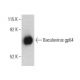 Baculovirus gp64 Antibody (AcV5) - Western Blotting - Image 396136