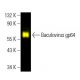 Baculovirus gp64 Antibody (AcV5) - Western Blotting - Image 396277 