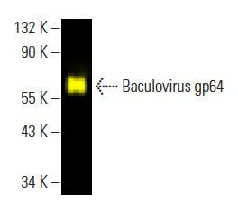 Anti-Baculovirus gp64 Antibody (AcV5) | SCBT - Santa Cruz Biotechnology