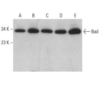 western blotting image from recommended Bad (C-7) monoclonal antibody replacement. Image 376405