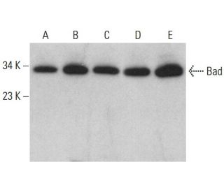 Bad Antibody (C-7) - Western Blotting - Image 376405 