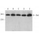 western blotting image from recommended Bad (C-7) monoclonal antibody replacement. Image 376405