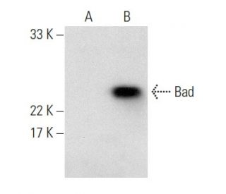 Bad Antibody (C-7) - Western Blotting - Image 357269