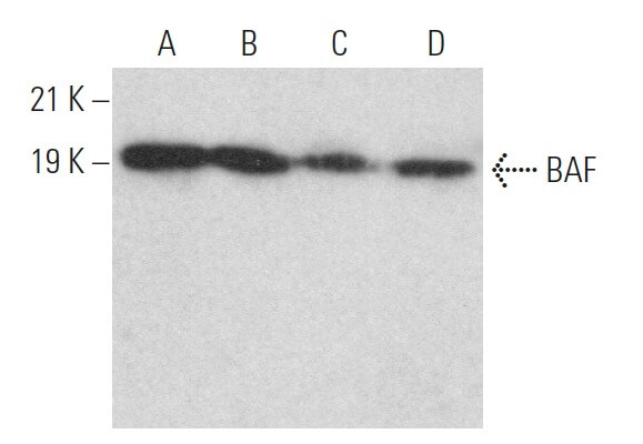 ひなページ baf-antibody-a-11-western-