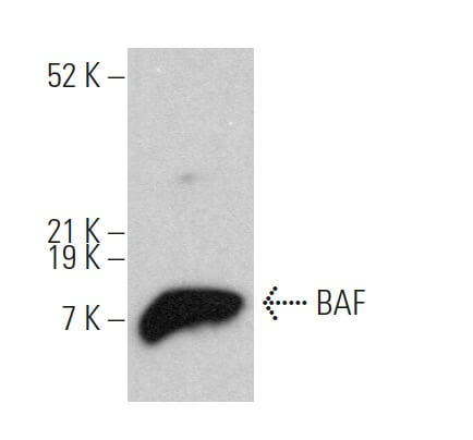 BAF抗体(A-11) | SCBT - Santa Cruz Biotechnology