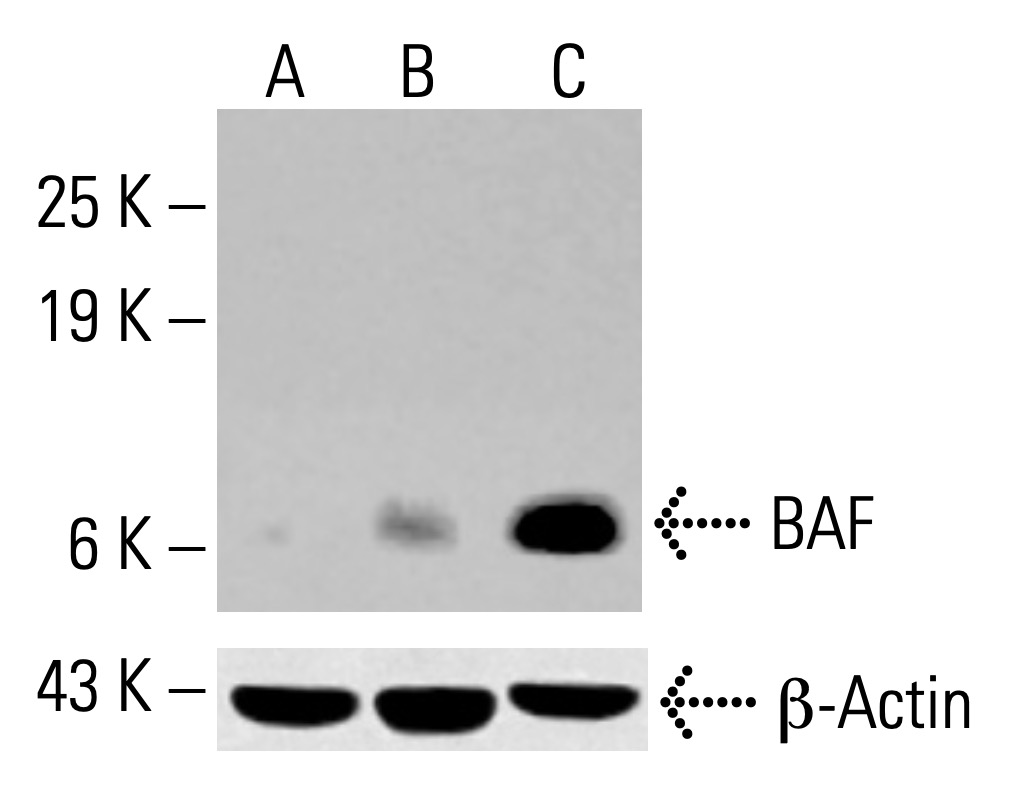BAF抗体(A-11) | SCBT - Santa Cruz Biotechnology