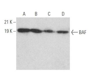 western blotting image from recommended BAF (A-11) monoclonal antibody replacement. Image 373602