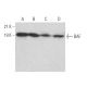 western blotting image from recommended BAF (A-11) monoclonal antibody replacement. Image 373602