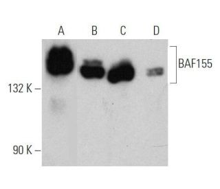 BAF155 Antibody (F-4) - Western Blotting - Image 355302 