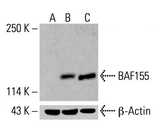 BAF155 Antibody (F-9) - Western Blotting - Image 414336 