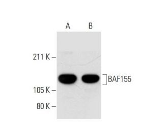 BAF155 Antibody (G-7) - Western Blotting - Image 290902 