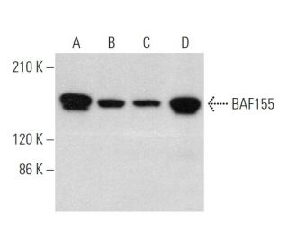western blotting image from recommended BAF155 (DXD7) monoclonal antibody replacement. Image 374435