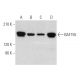 western blotting image from recommended BAF155 (DXD7) monoclonal antibody replacement. Image 374435