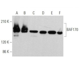 western blotting image from recommended BAF170 (E-6) monoclonal antibody replacement. Image 360341