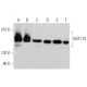 Este anticorpo policlonal foi descontinuado. Consulta o nosso anticorpo monoclonal <a href="baf170-antibody-e-6">BAF170 (E-6)</a> recomendado (dados de amostra apresentados). western blotting image from recommended BAF170 (E-6) monoclonal antibody replacement. Image 360341