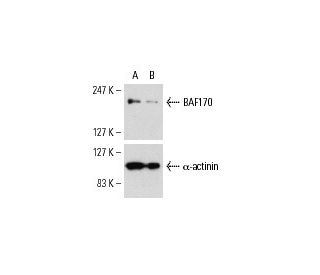BAF170 siRNA (h): sc-29782. Western blot analysis of BAF170 expression in non-transfected control (A) and BAF170 siRNA tra 