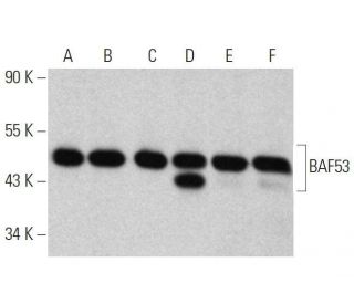 BAF53 Antibody (B-1) - Western Blotting - Image 358643 