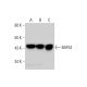 BAF53 Antibody (C-7) - Western Blotting - Image 128032 