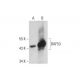 BAF53 Antibody (C-7) - Western Blotting - Image 128569