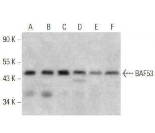BAF53 Antibody (C-7) - Western Blotting - Image 358666 