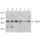 BAF53 Antibody (C-7) - Western Blotting - Image 358666 