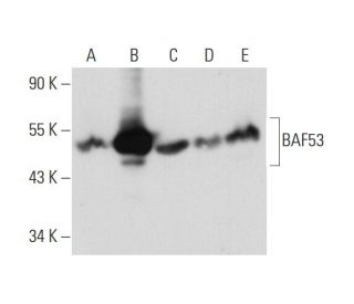 BAF53 Antibody (D-8) - Western Blotting - Image 129680