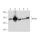 BAF53 Antibody (D-8) - Western Blotting - Image 129680