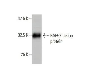 western blotting image from recommended BAF57 (6G11) monoclonal antibody replacement. Image 348849