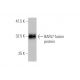 western blotting image from recommended BAF57 (6G11) monoclonal antibody replacement. Image 348849