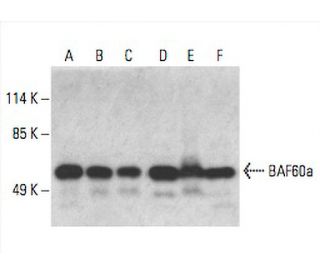 BAF60a Antibody (A-11) - Western Blotting - Image 393010 