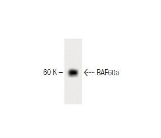 BAF60a Antibody (23) - Western Blotting - Image 60246