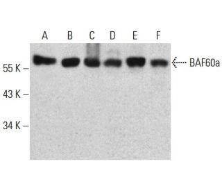 BAF60a Antibody (23) - Western Blotting - Image 386081