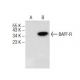 BAFF-R Antibody (B-3) - Western Blotting - Image 141294