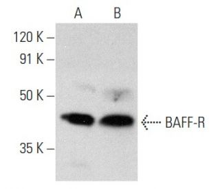 BAFF-R Antibody (B-3) - Western Blotting - Image 358421 