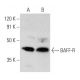 BAFF-R Antibody (B-3) - Western Blotting - Image 358421 